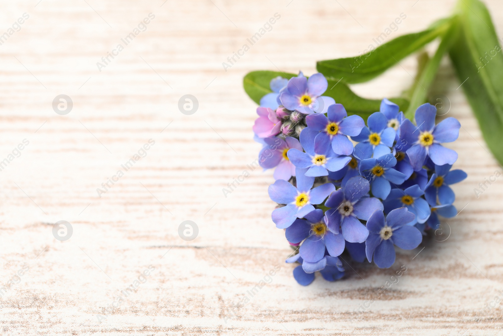Photo of Beautiful blue Forget-me-not flower on white wooden table. Space for text