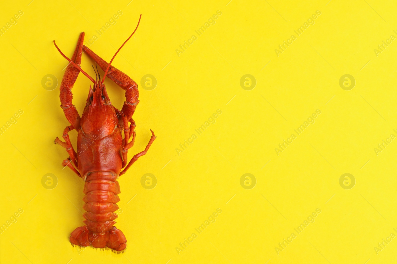 Photo of Delicious boiled crayfish on yellow background, top view. Space for text