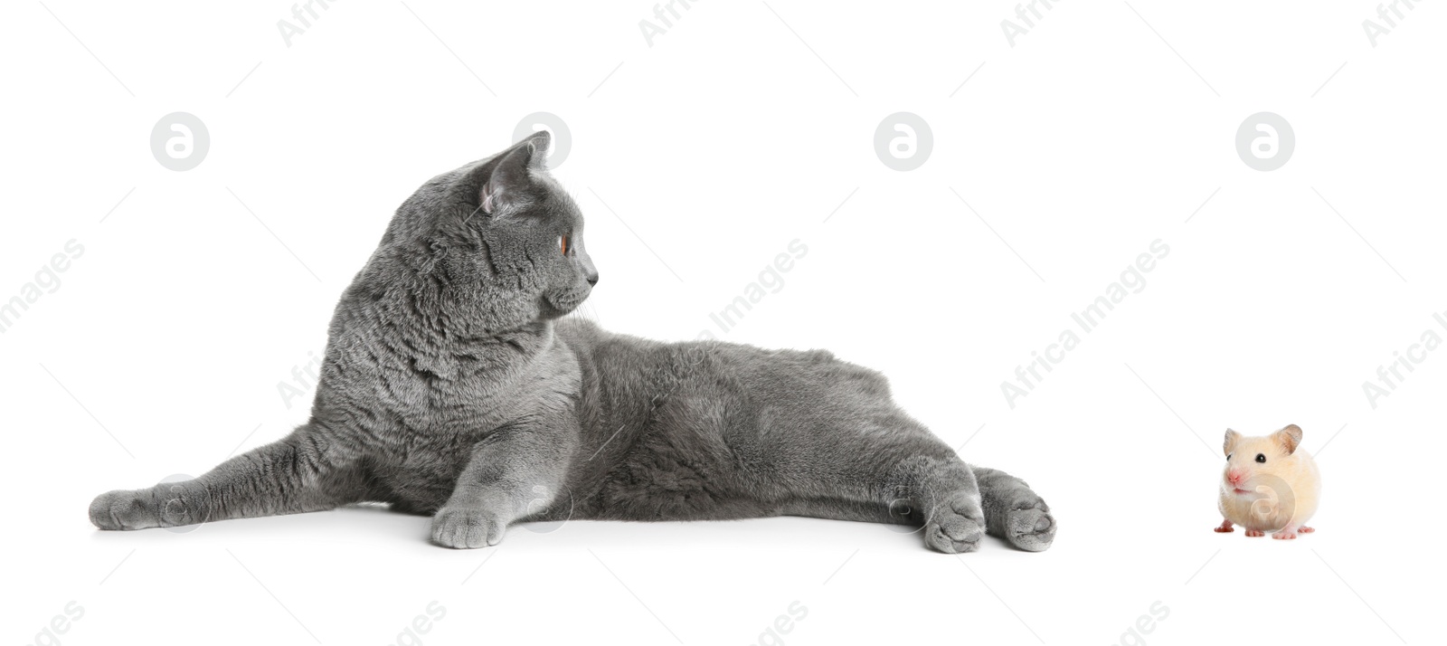 Image of Cute cat and hamster on white background