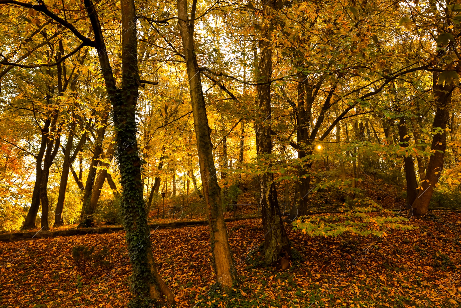 Photo of Beautiful yellowed trees and fallen leaves in park on sunny day