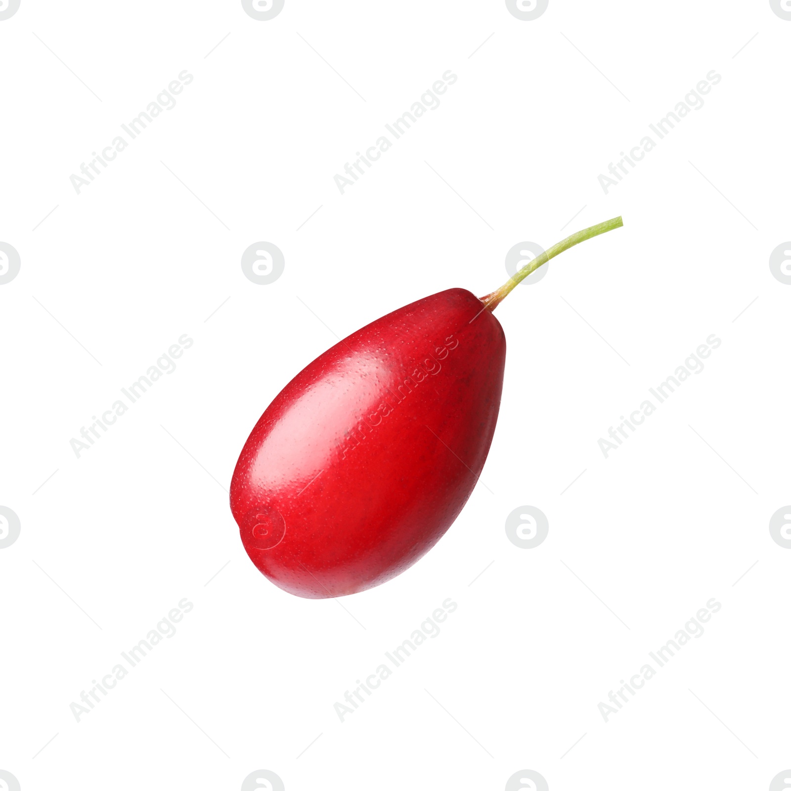 Photo of Fresh ripe dogwood berry isolated on white