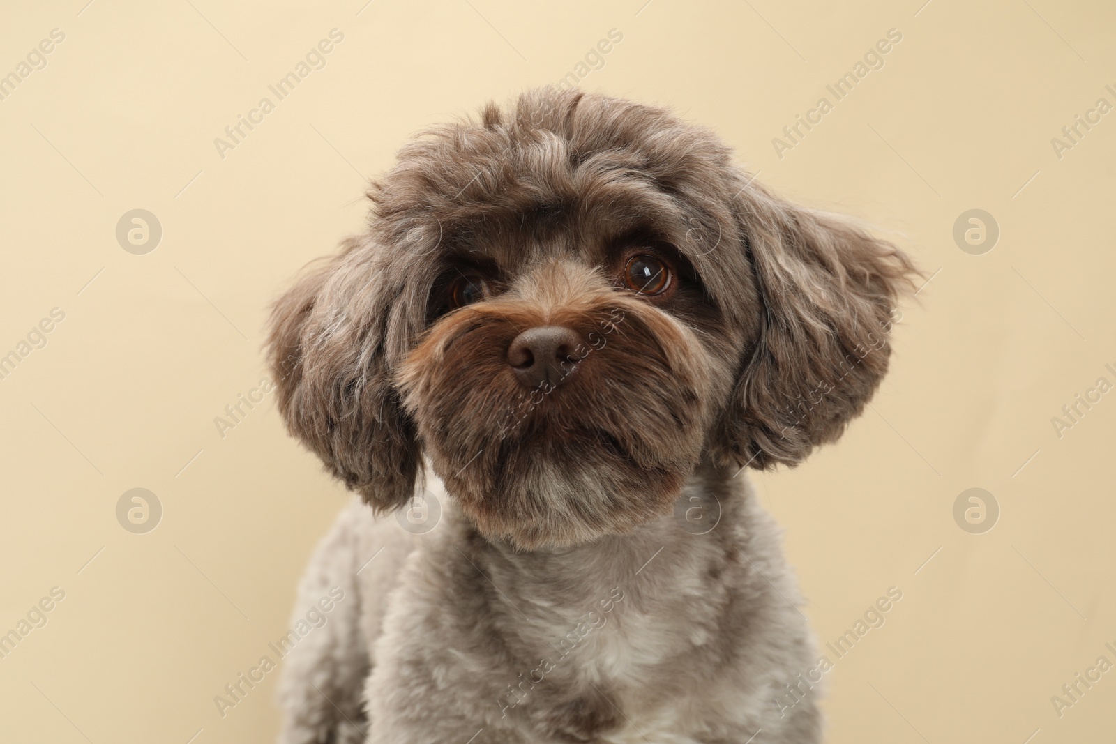 Photo of Cute Maltipoo dog on beige background. Lovely pet