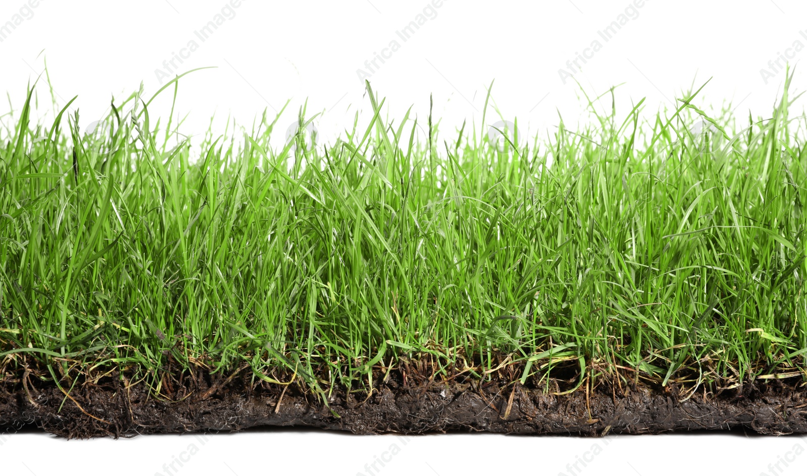 Photo of Soil with lush green grass on white background