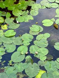 Many beautiful green lotus leaves in pond