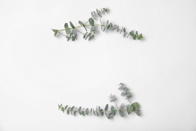 Fresh eucalyptus leaves on white background, top view