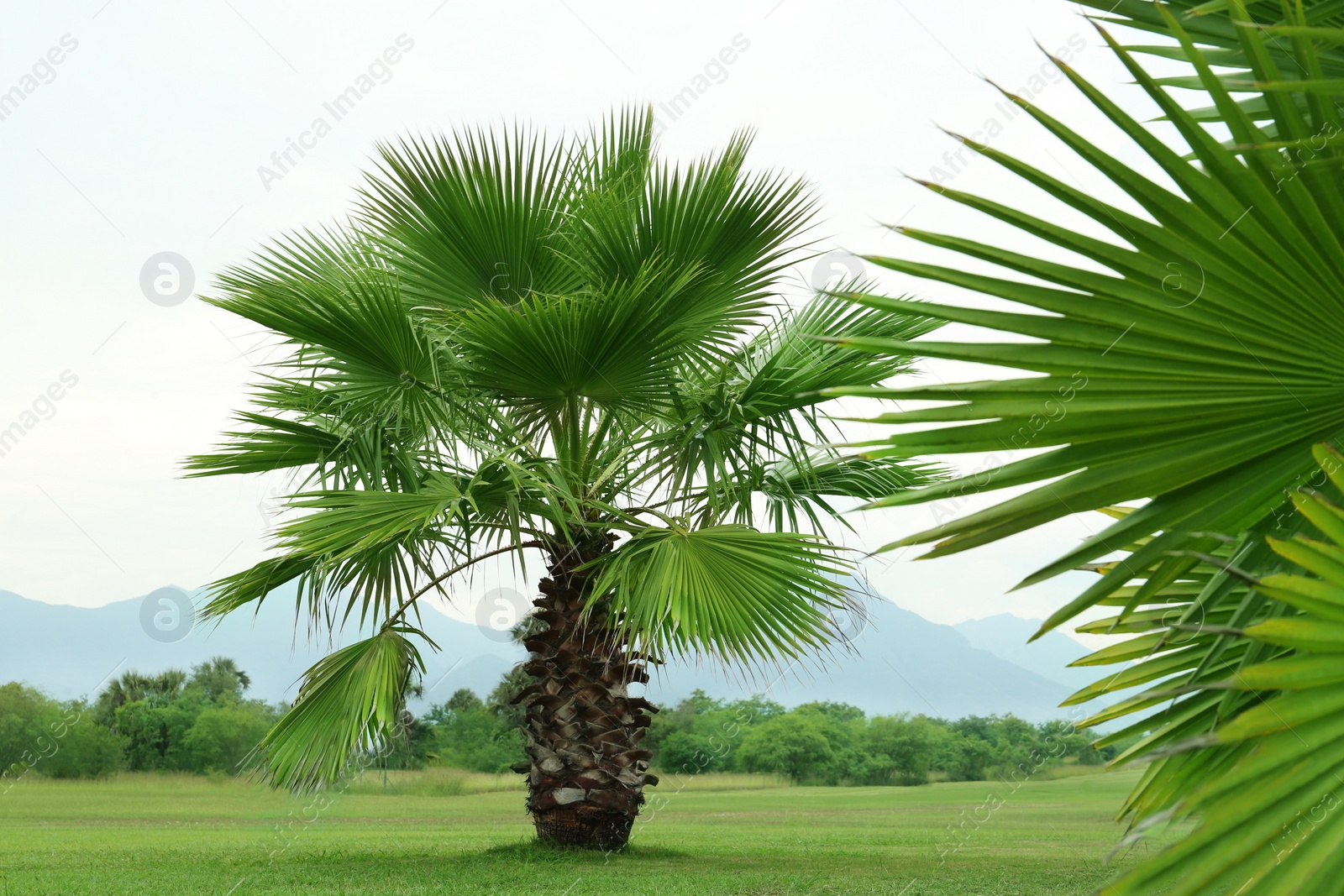 Photo of Tropical palm trees with beautiful green leaves outdoors