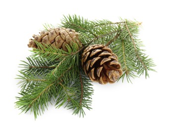 Beautiful fir tree branches with pinecones on white background