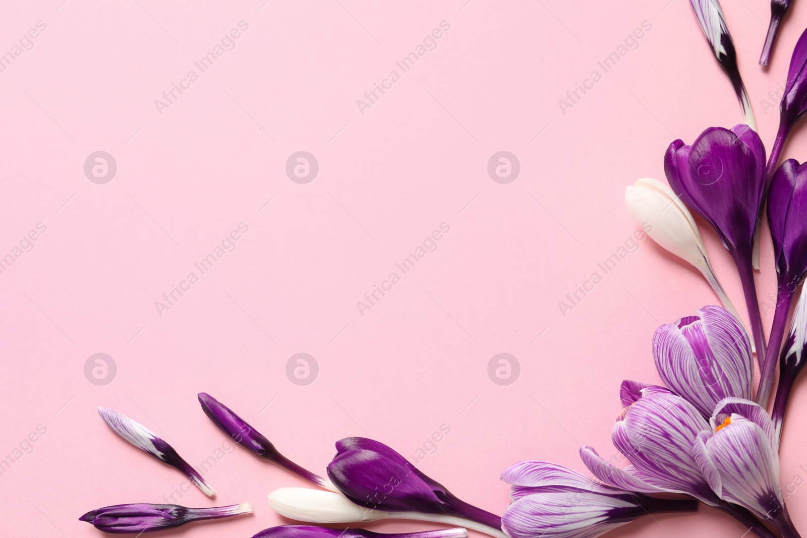 Photo of Frame made of spring crocus flowers on color background, flat lay with space for text