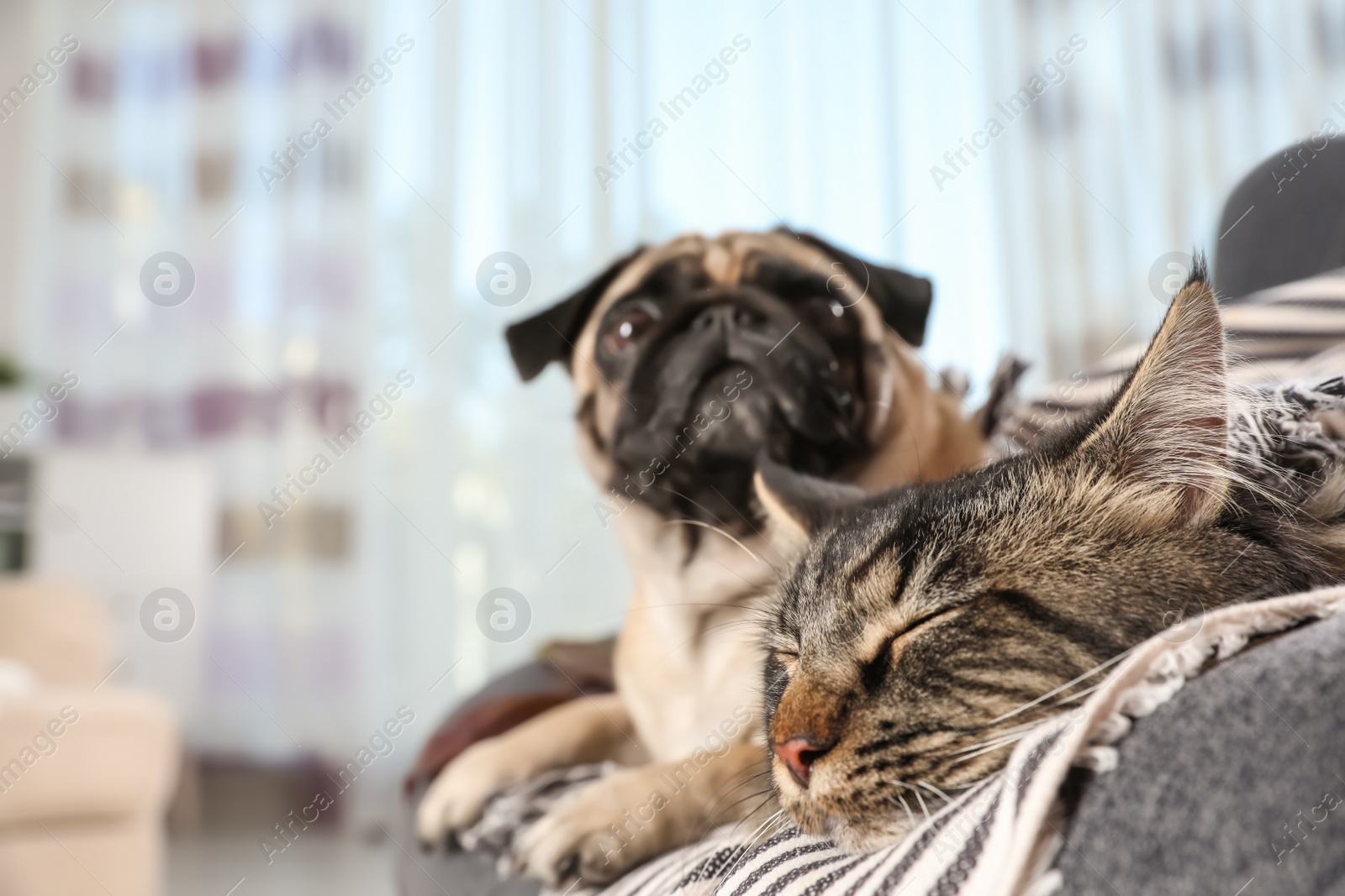 Photo of Cute cat and pug dog with blanket in armchair at home. Cozy winter