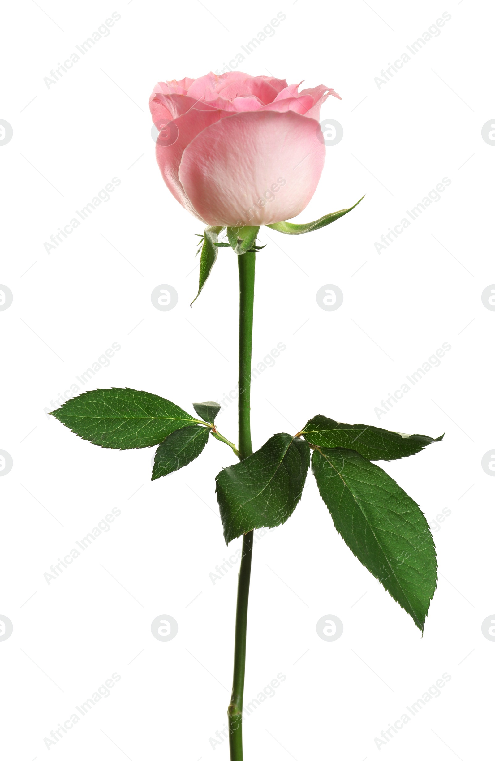 Photo of Beautiful blooming pink rose on white background