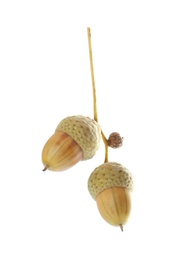 Photo of Oak twig with acorns on white background