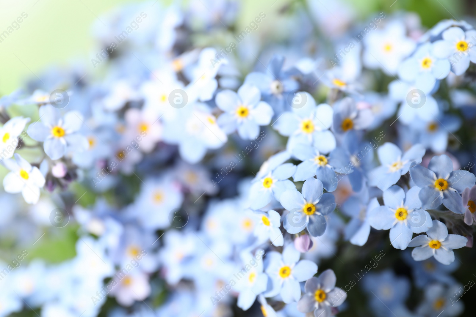 Photo of Beautiful forget-me-not flowers growing outdoors, closeup. Spring season