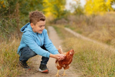Photo of Farm animal. Cute little boy feeding chicken in countryside, space for text
