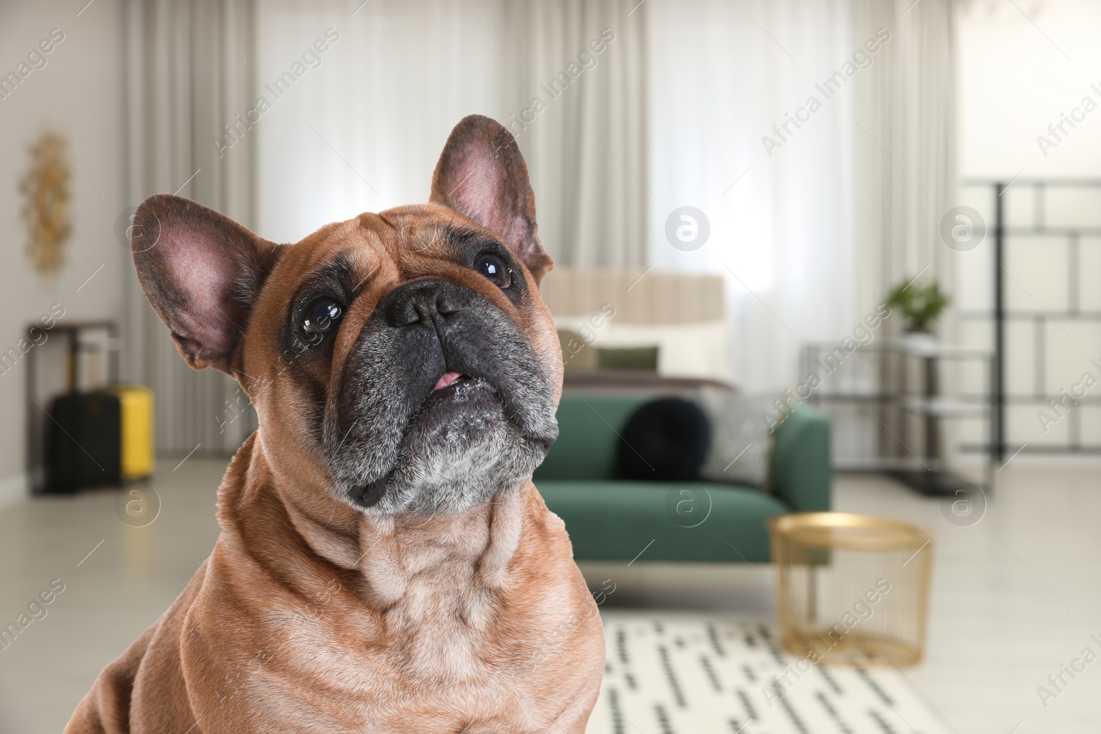 Image of Cute dog in room, space for text. Pet friendly hotel