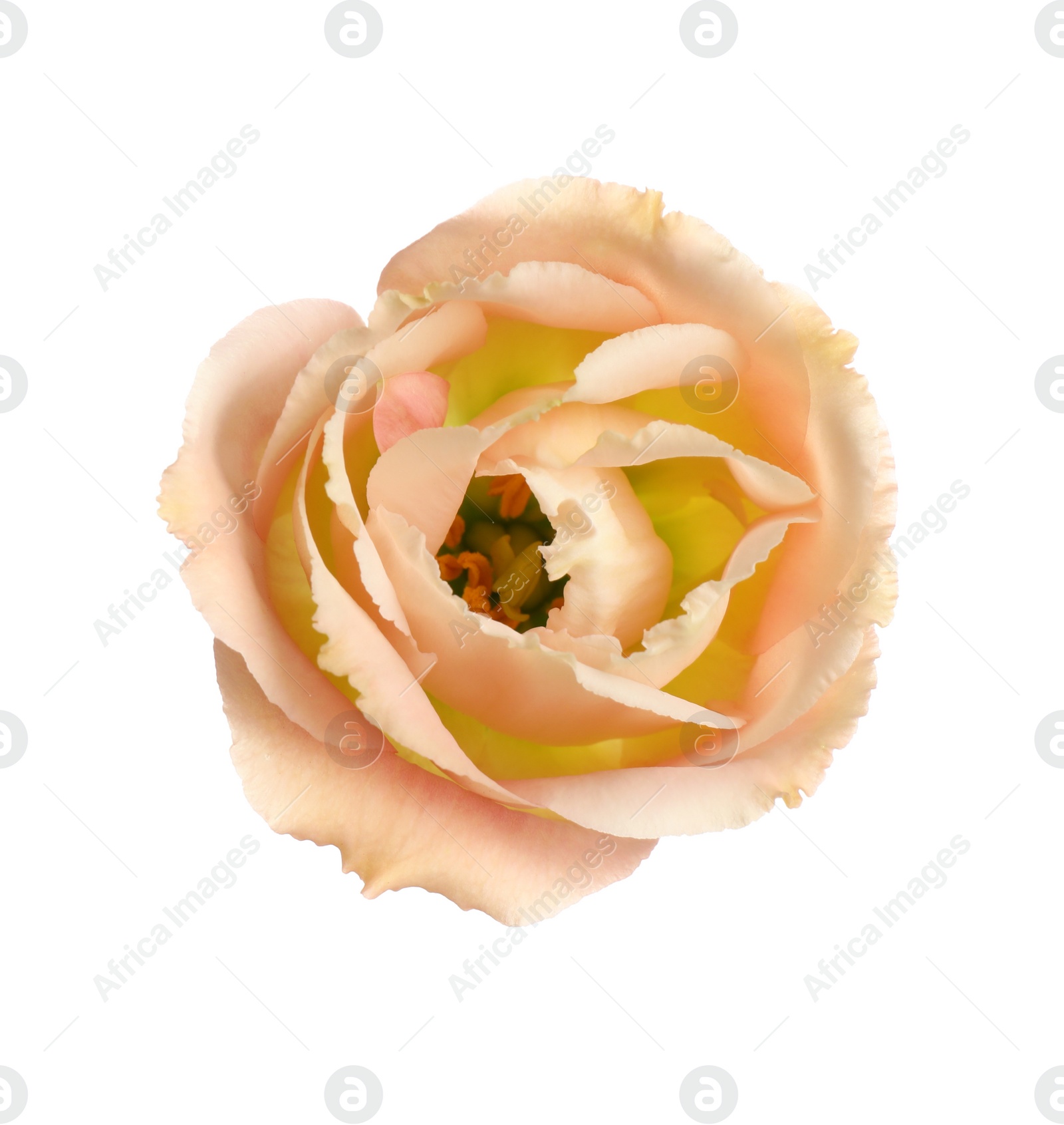 Photo of Beautiful fresh Eustoma flower on white background