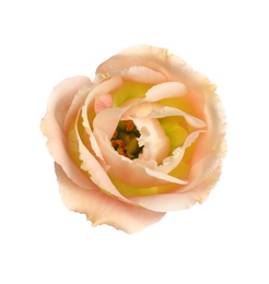 Photo of Beautiful fresh Eustoma flower on white background