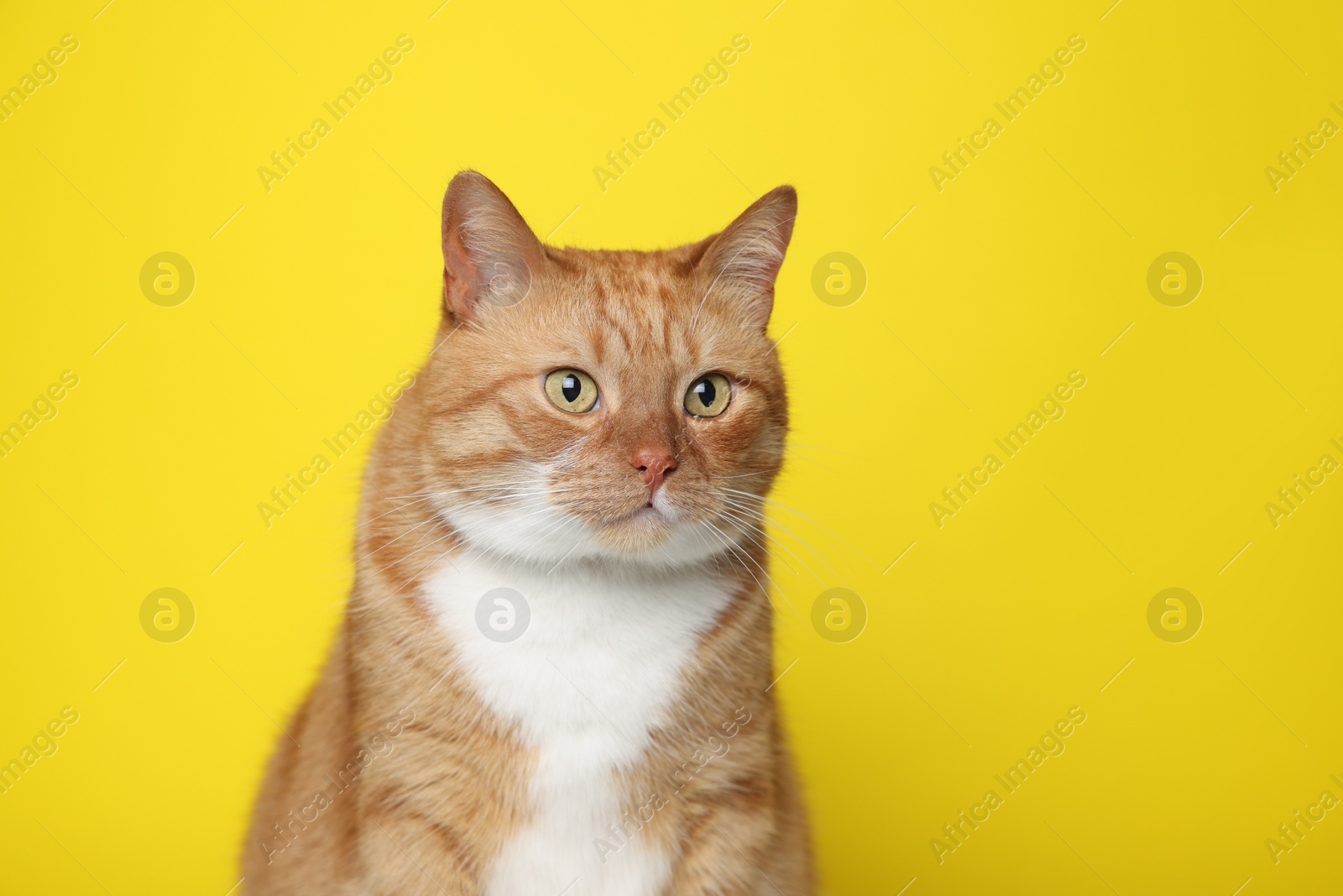 Photo of Cute ginger cat on yellow background, space for text. Adorable pet