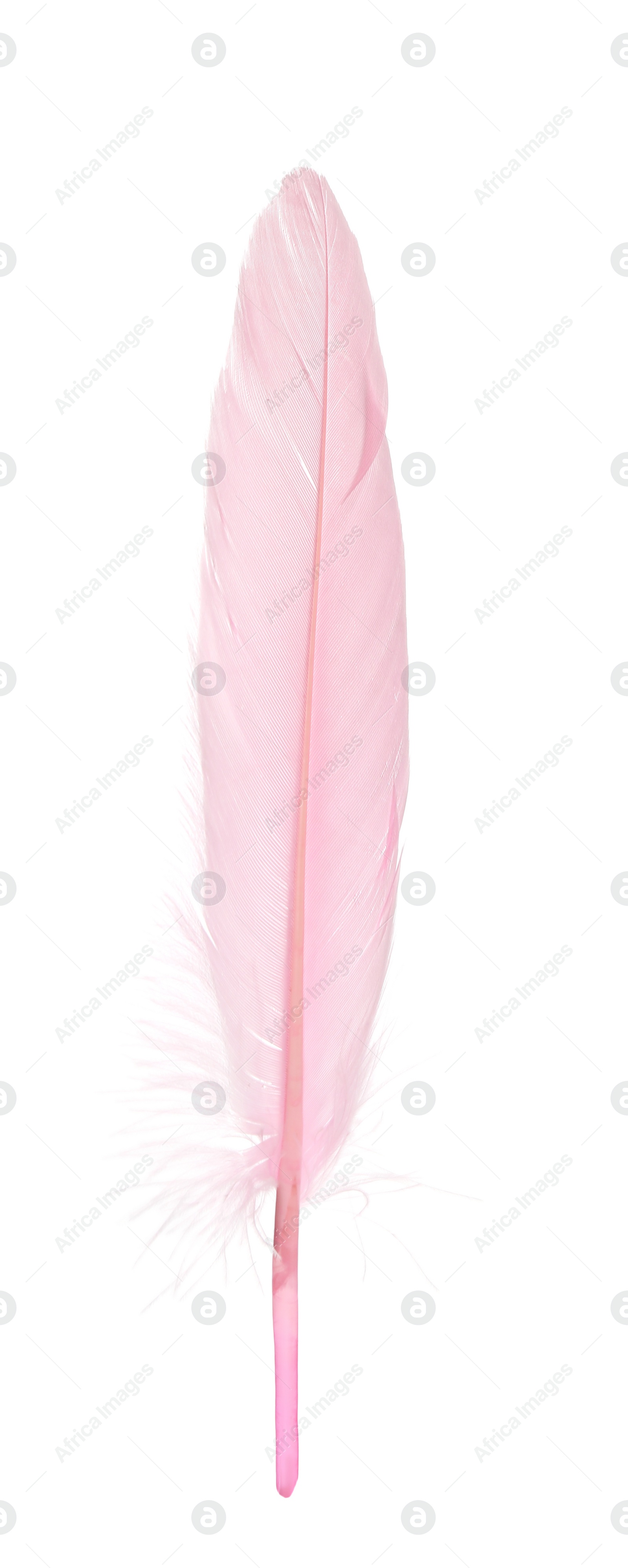 Photo of Beautiful delicate pink feather isolated on white