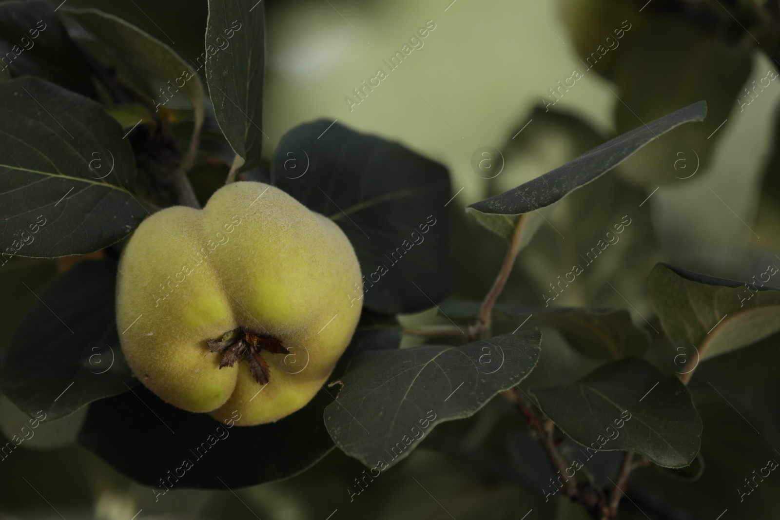 Photo of Closeup view of quince tree with ripening fruit outdoors