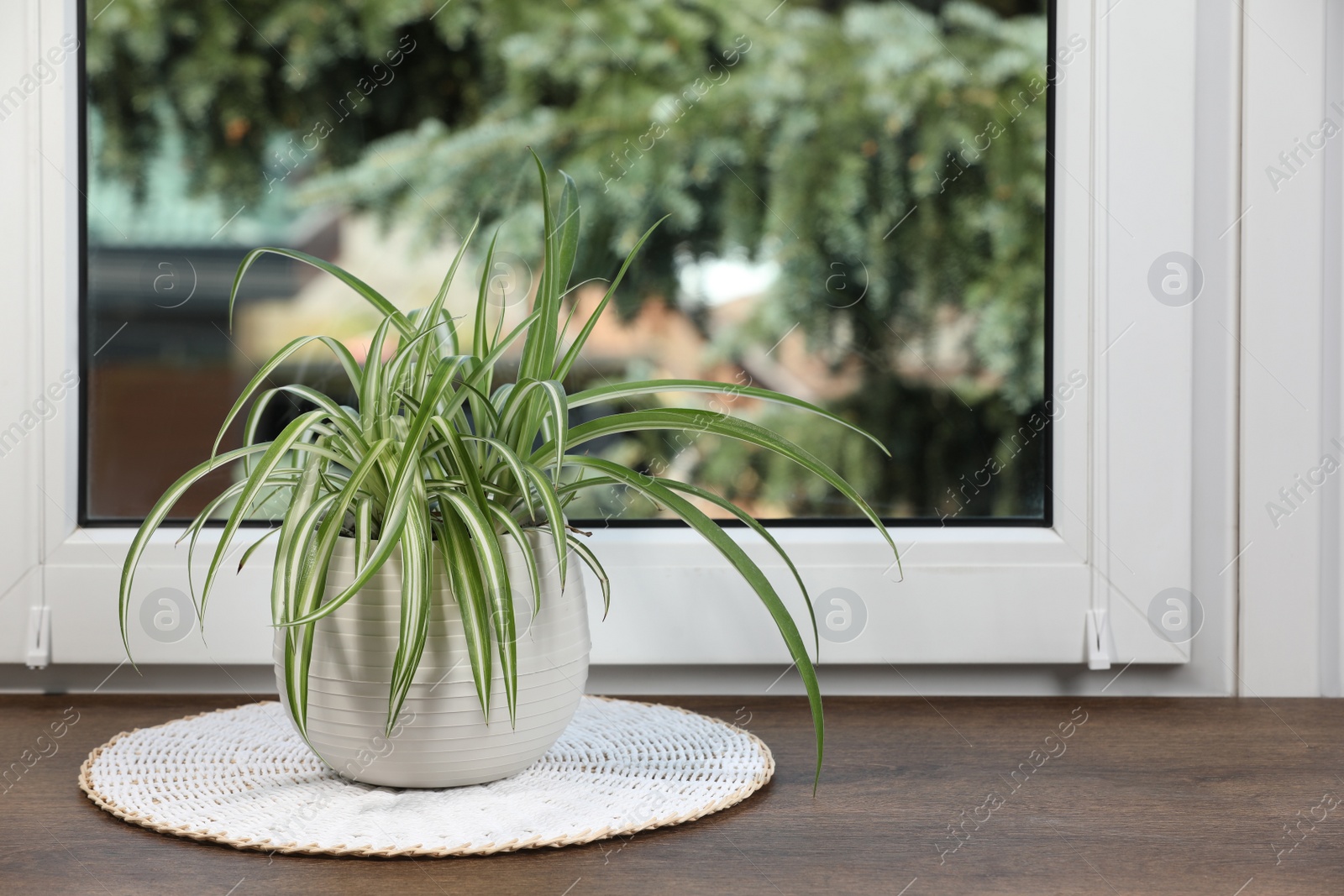 Photo of Beautiful potted houseplant on wooden window sill. Space for text