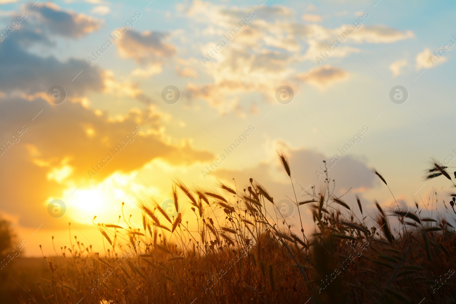 Photo of Picturesque view of beautiful countryside at sunset