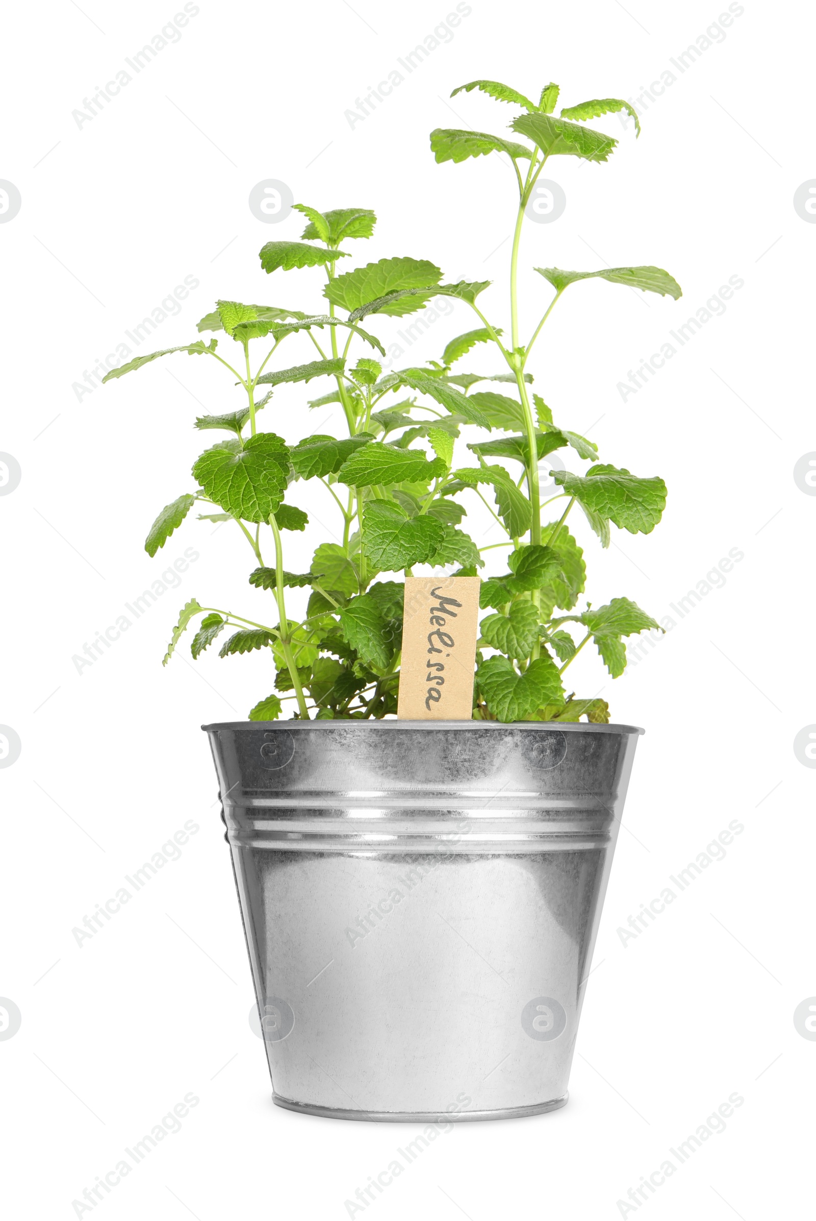 Image of Green lemon balm with Melissa tag in pot isolated on white