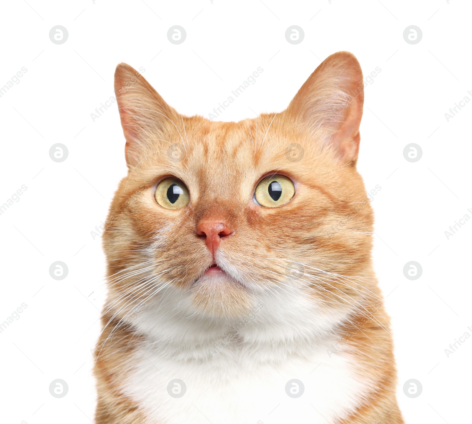 Photo of Cute ginger cat on white background. Adorable pet