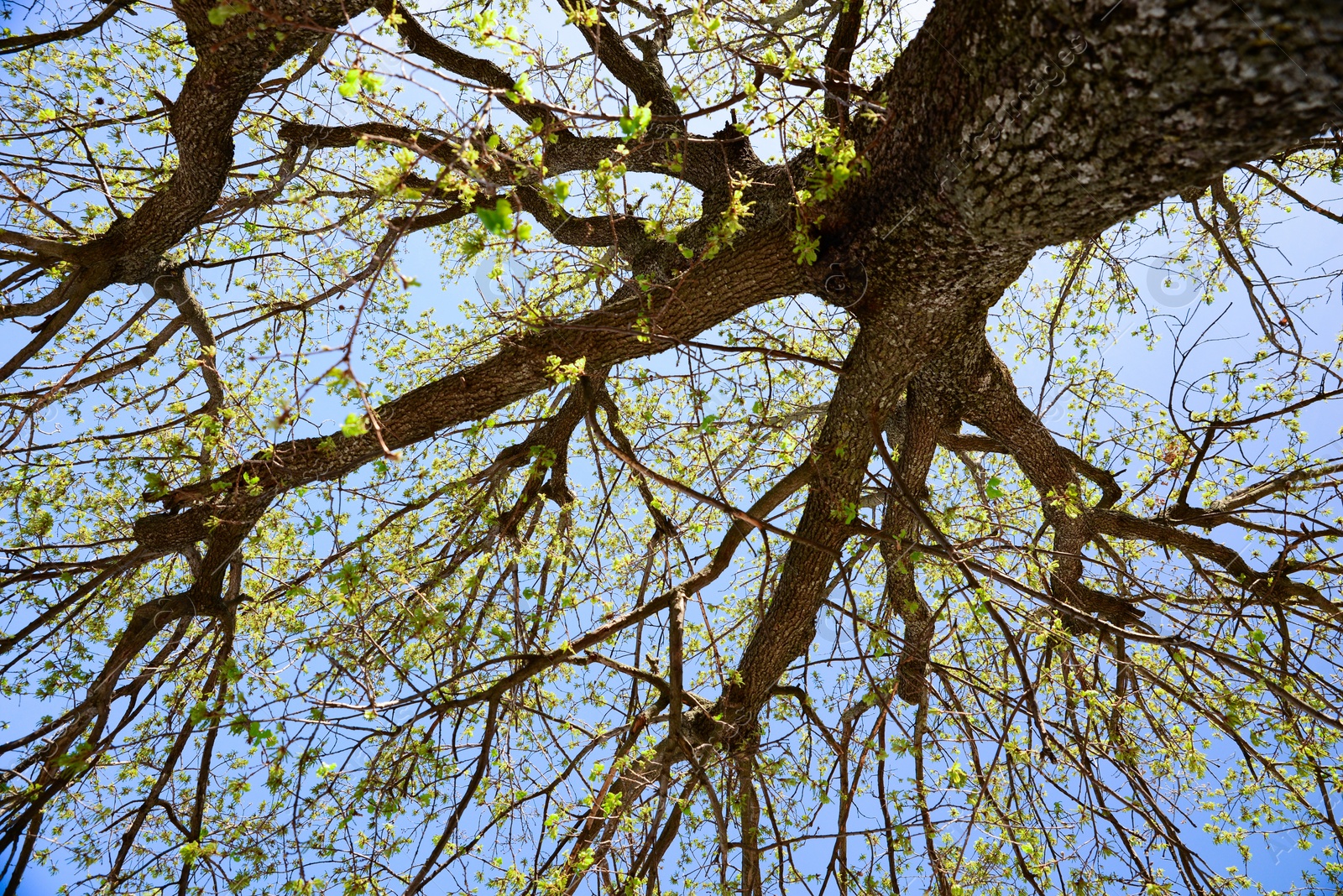 Photo of Beautiful tree with budding leaves against blue sky, low angle view