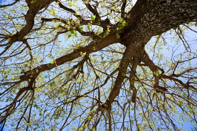 Beautiful tree with budding leaves against blue sky, low angle view