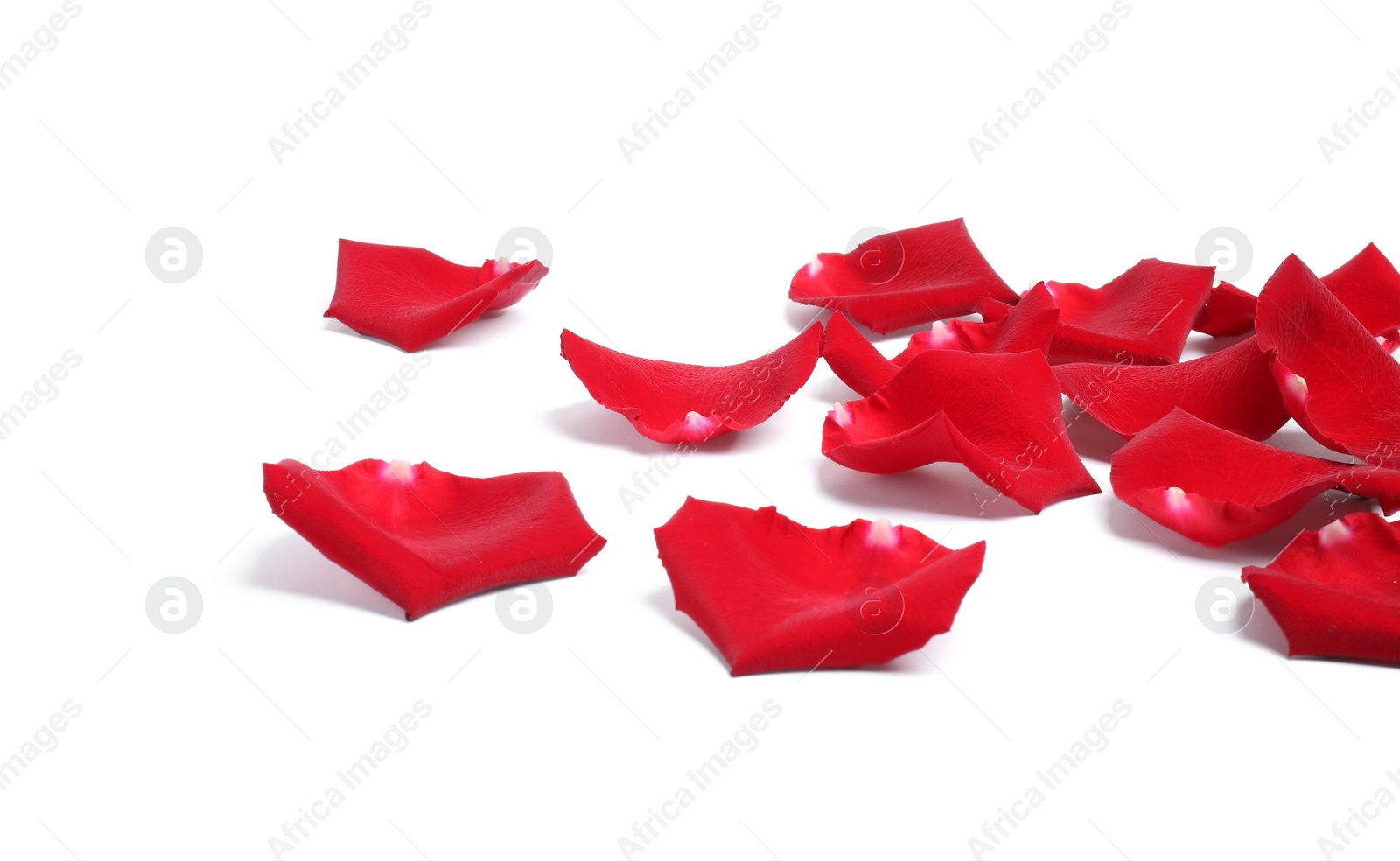 Photo of Beautiful red rose petals on white background