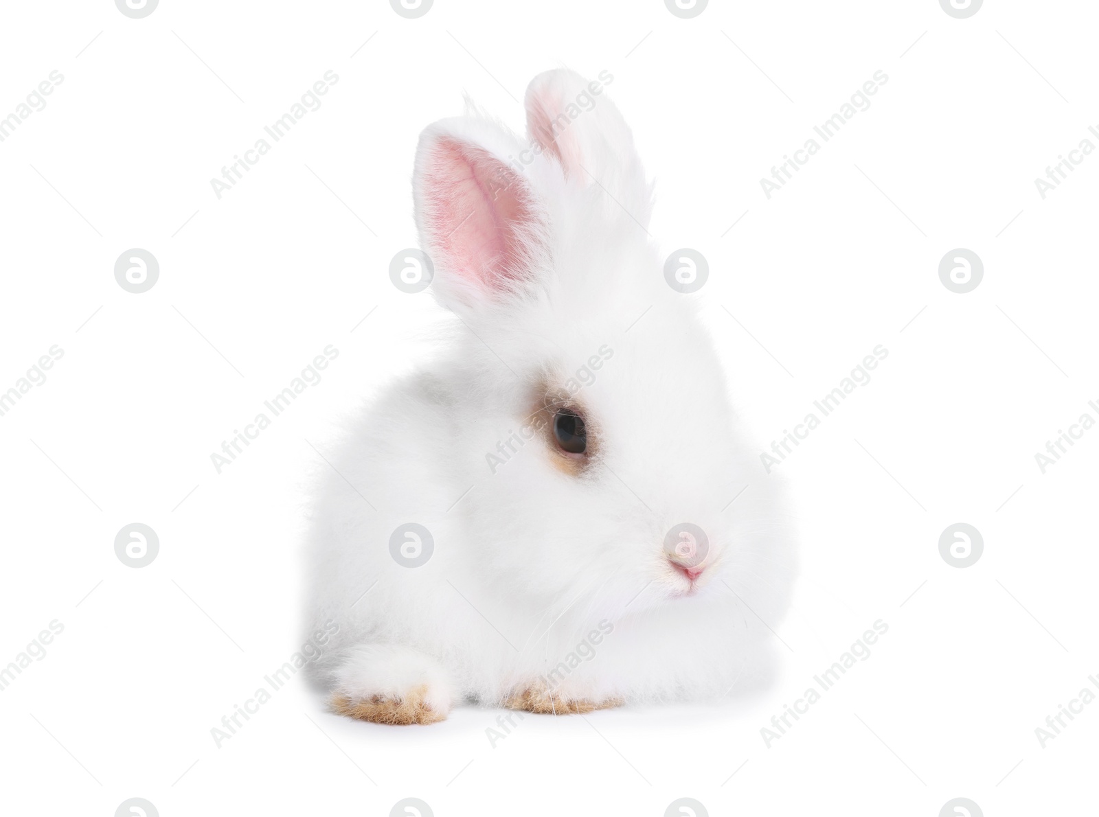Photo of Fluffy rabbit on white background. Cute pet