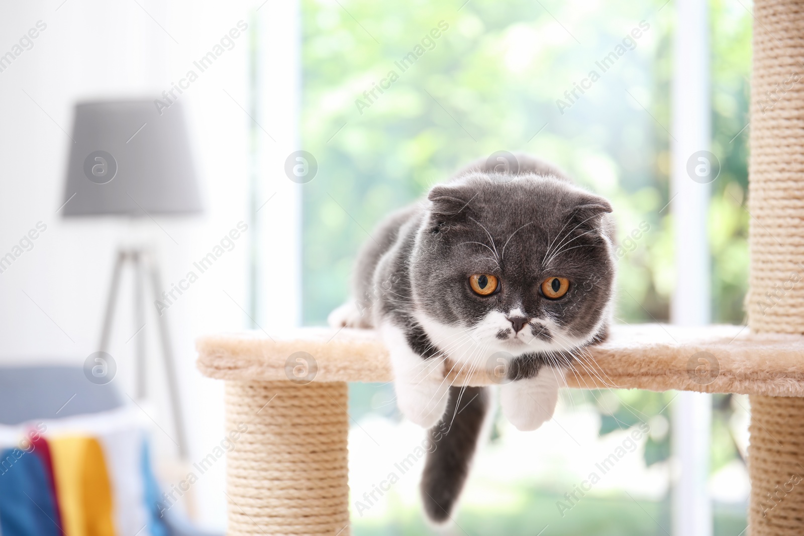 Photo of Cute pussycat on cat tree at home