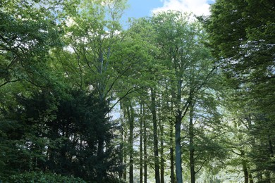 Photo of Many green trees in beautiful park on sunny day. Spring season