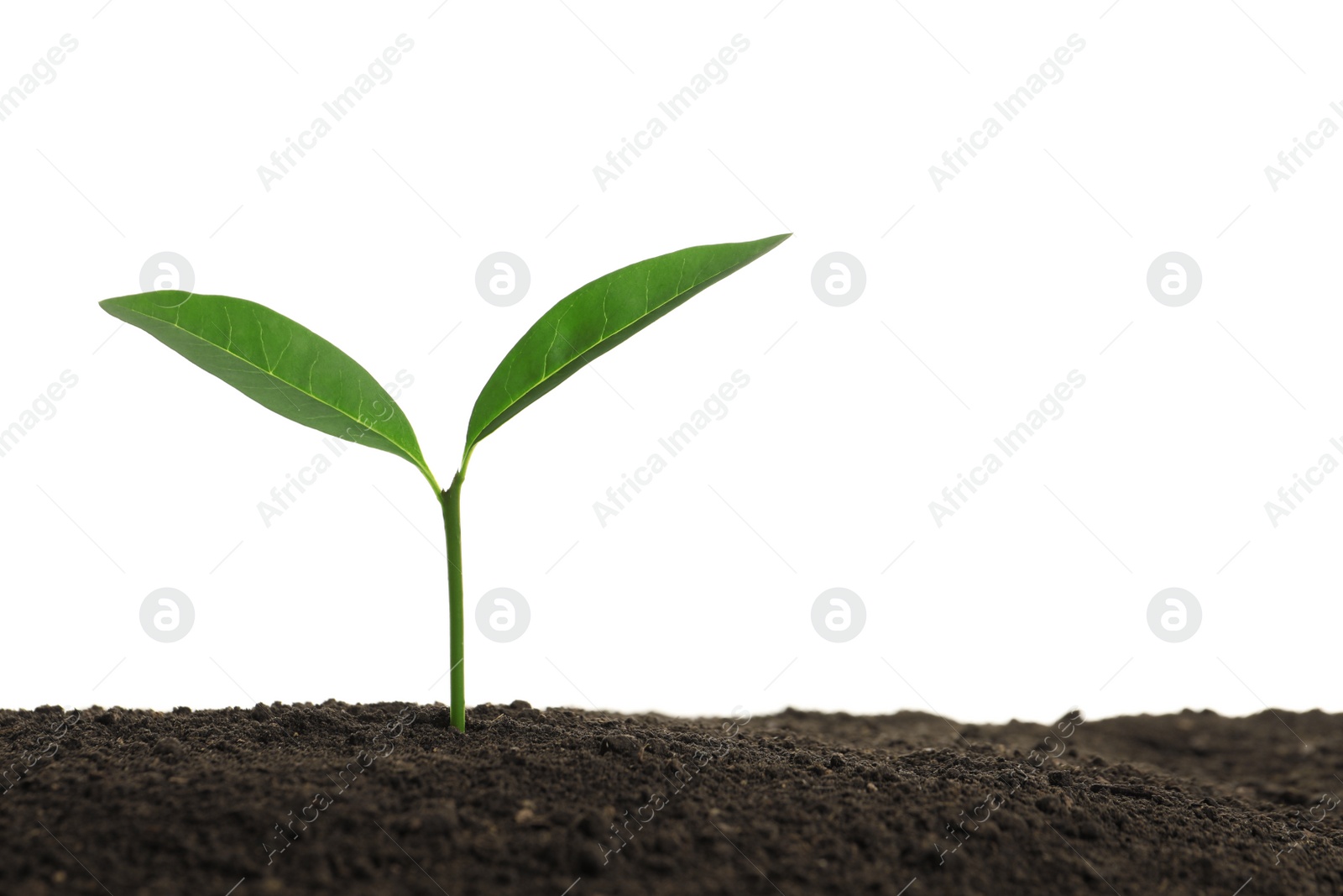 Photo of Young plant in fertile soil on white background, space for text. Gardening time