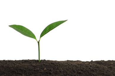 Young plant in fertile soil on white background, space for text. Gardening time