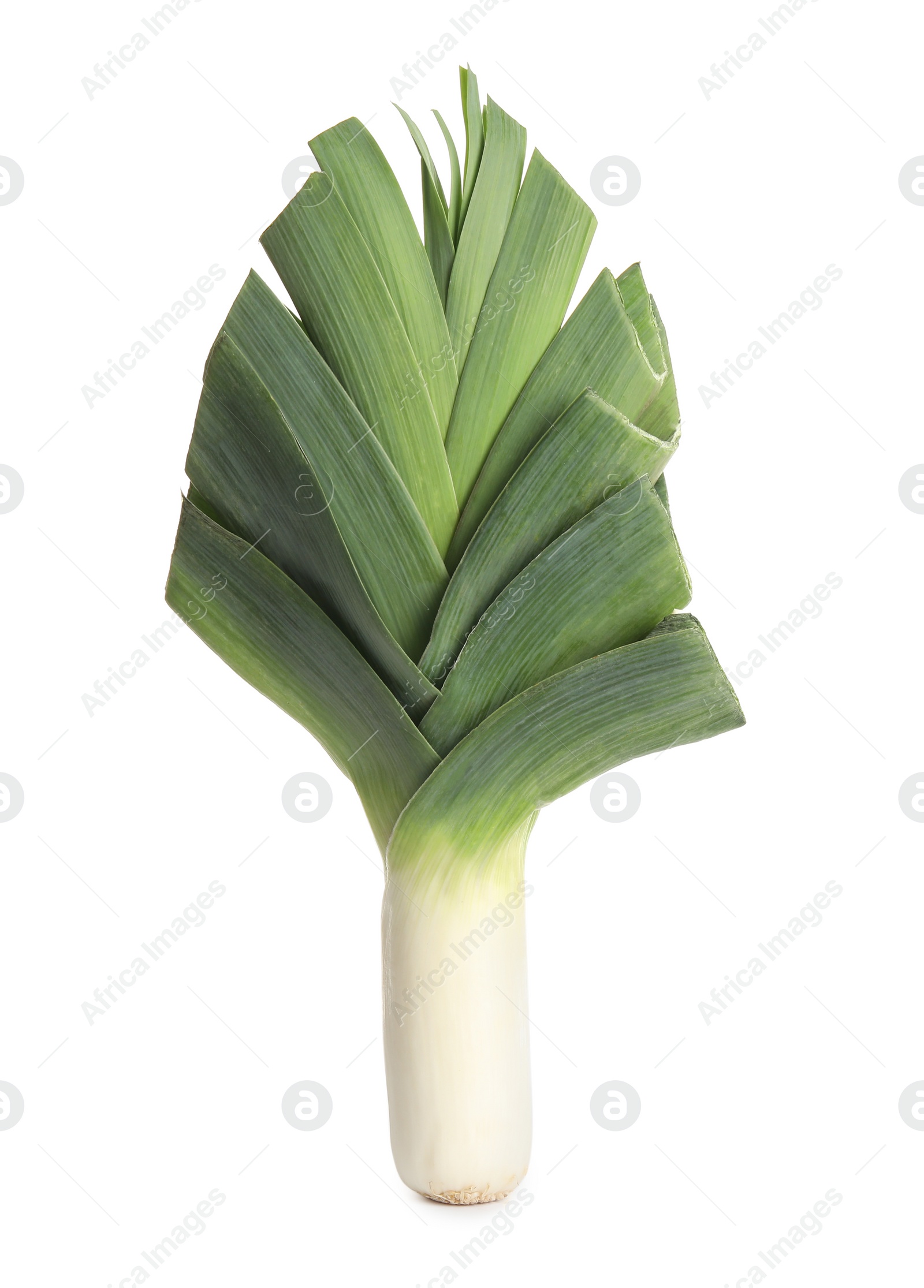 Photo of Fresh raw organic leek isolated on white