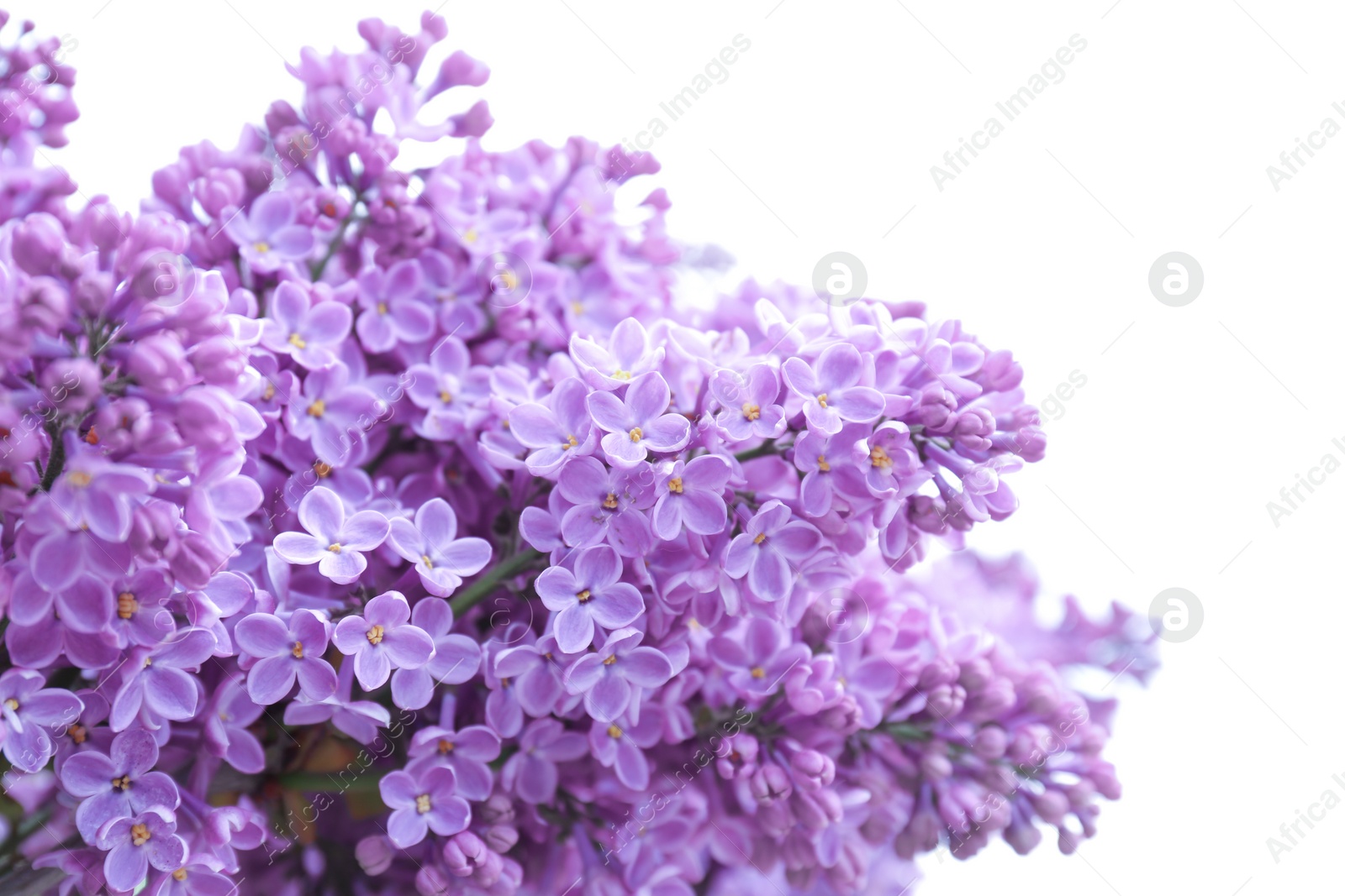 Photo of Blossoming lilac outdoors on spring day