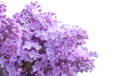 Blossoming lilac outdoors on spring day