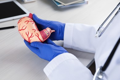 Photo of Gastroenterologist with human stomach model at table, closeup