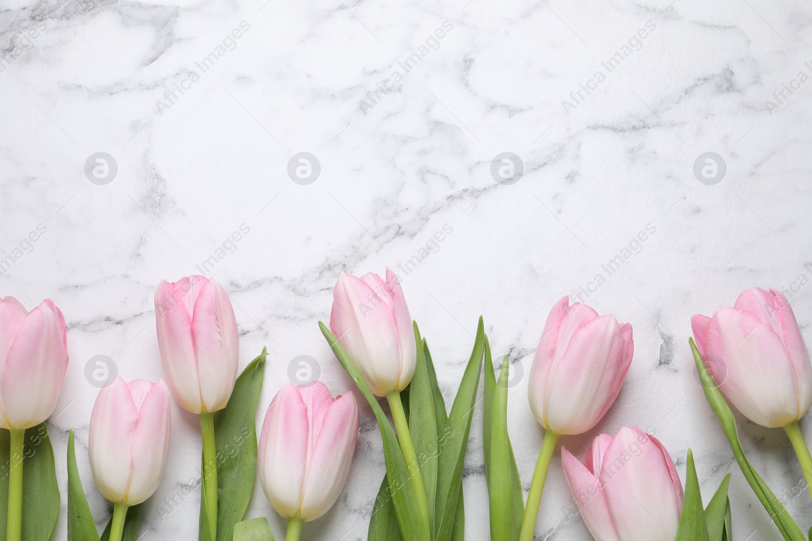 Photo of Beautiful tulips  on white marble table, flat lay. Space for text