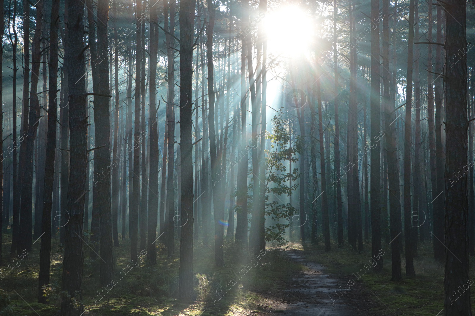 Photo of Majestic view of forest with sunbeams shining through trees in morning