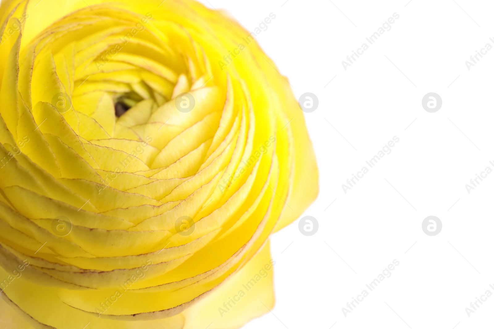 Photo of Beautiful fresh ranunculus flower on white background, closeup