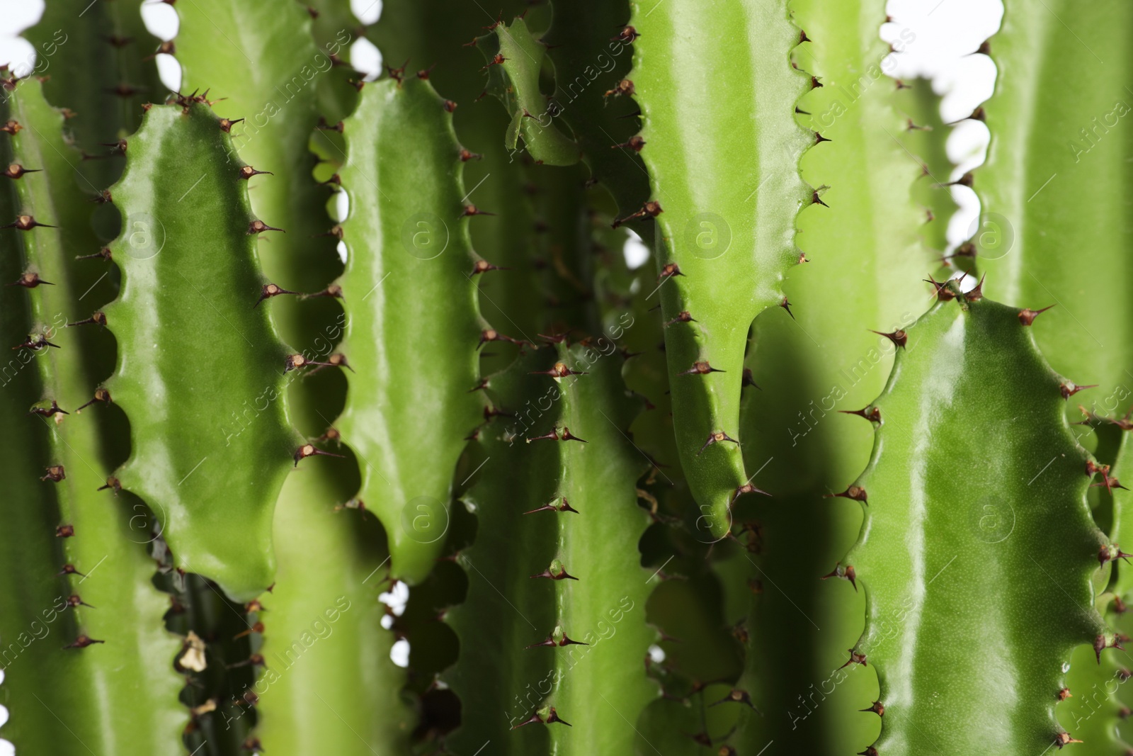 Photo of Beautiful cactus on white background, closeup. Tropical plant