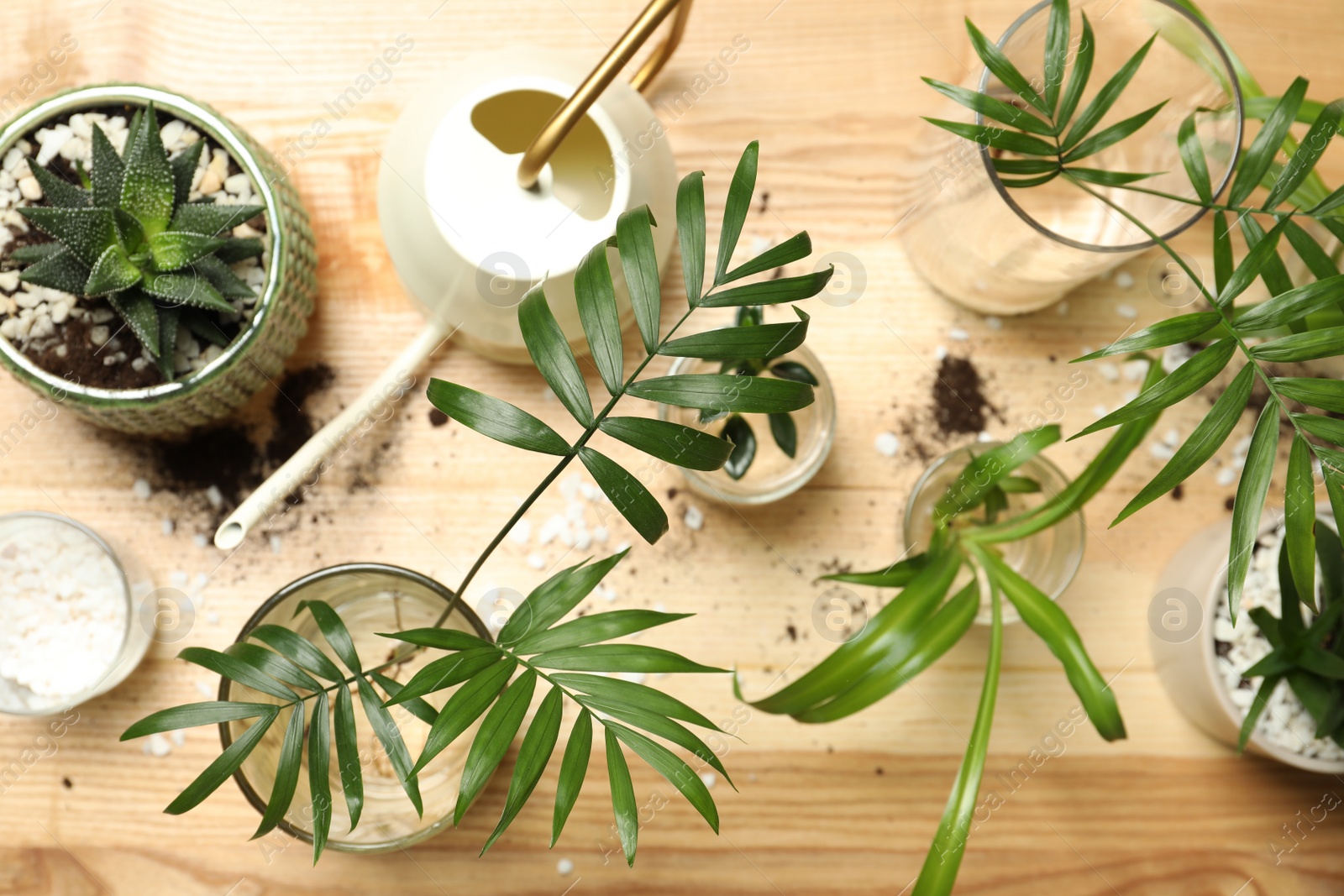 Photo of Flat lay composition with different house plants on wooden table