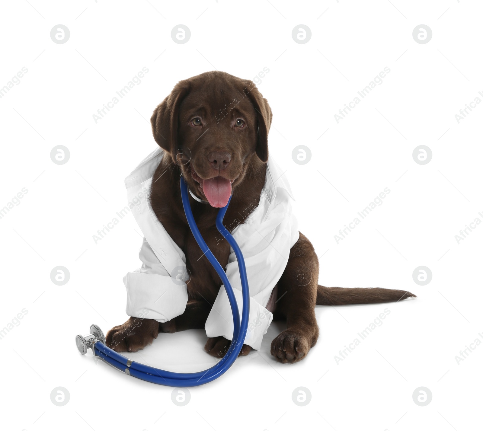 Photo of Cute dog in uniform with stethoscope as veterinarian on white background