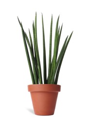 Image of Sansevieria plant in terracotta pot isolated on white. House decor