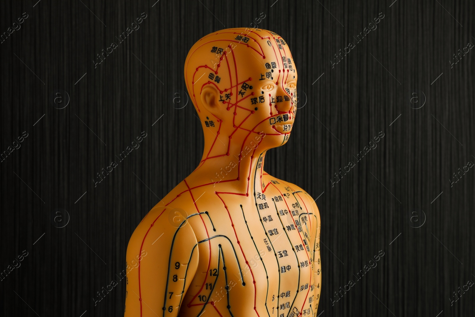 Photo of Acupuncture model. Mannequin with dots and lines on black background