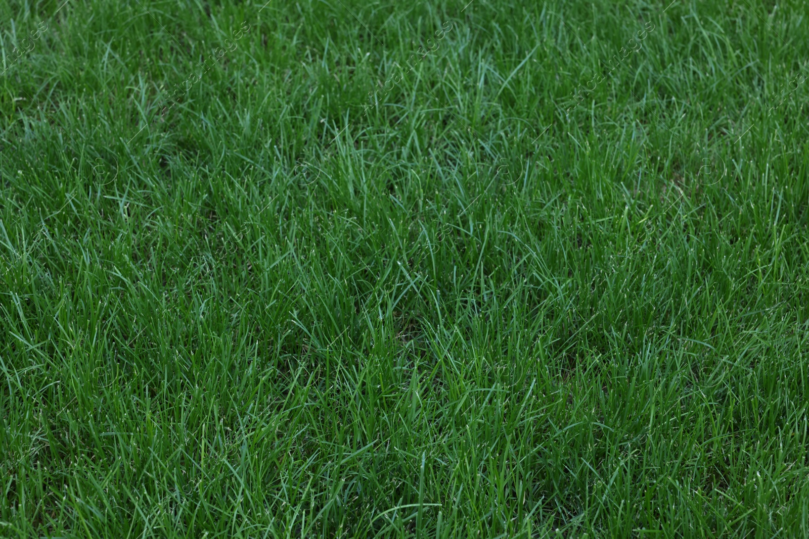 Photo of Fresh green grass growing outdoors on summer day