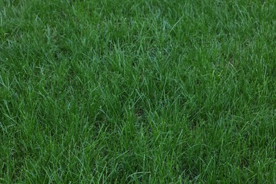 Photo of Fresh green grass growing outdoors on summer day