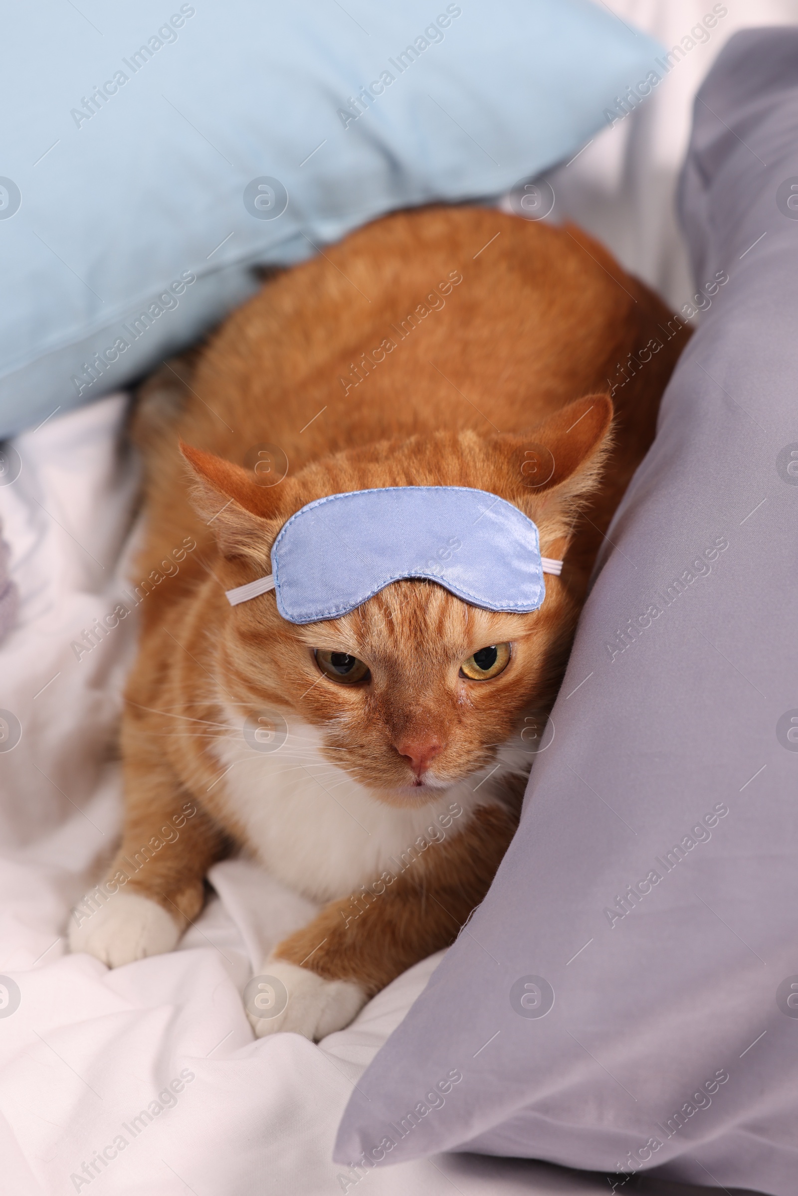 Photo of Cute ginger cat with sleep mask resting on bed